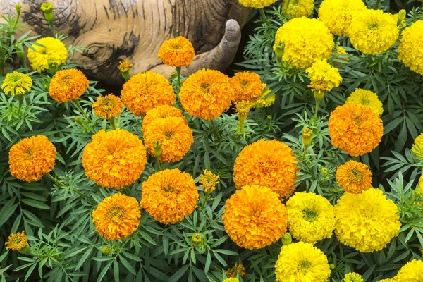 Flores Caléndula Anaranjadas Amarillas Con Hoja Verde — Foto de Stock