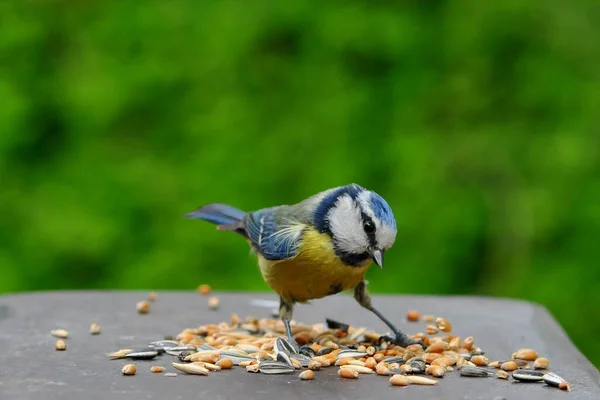 Blue Tit Feeding Ground — Stockfoto