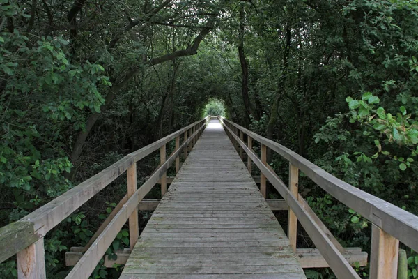 Drewniany Most Lesie — Zdjęcie stockowe