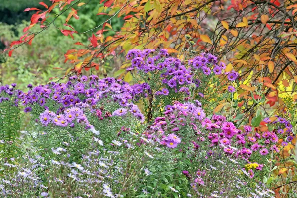 Herfstsfeer Selectieve Focus — Stockfoto