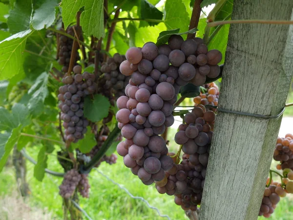 Summerhouse Vineyard Sommerach Vineyards Autumn 2013 — Stock Photo, Image