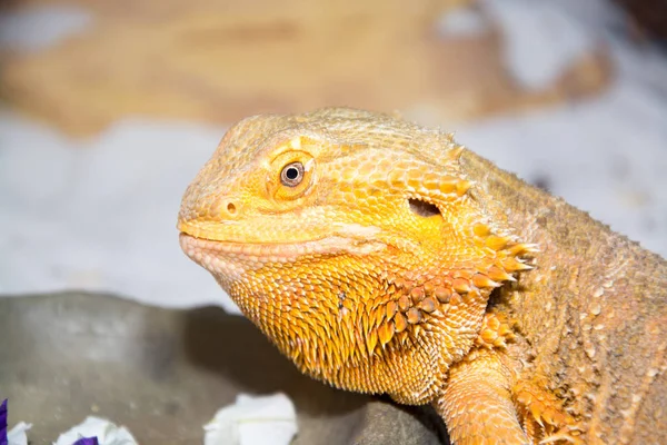 Skäggig Drake Exotisk Ödla Reptil — Stockfoto