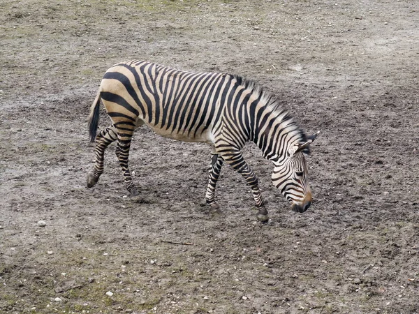 Zebra Africana Animale Bianco Nero — Foto Stock