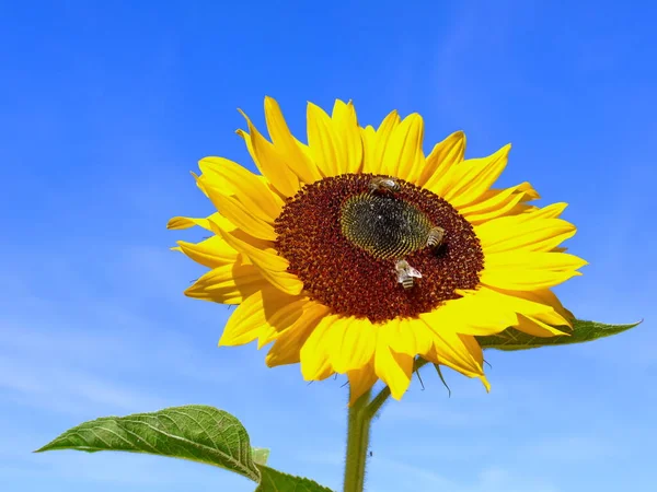 Sunflowers Close View — Stock Photo, Image