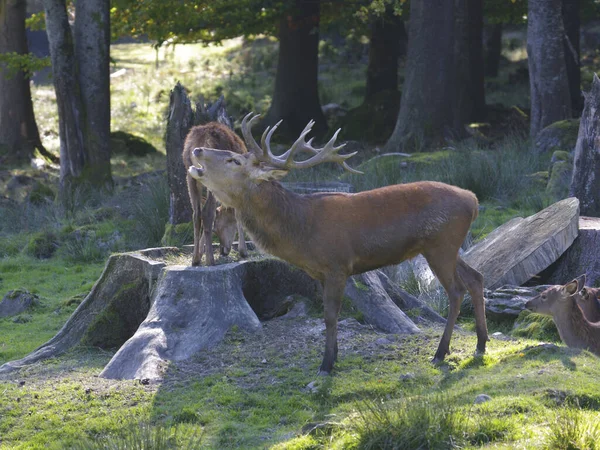 Vida Silvestre Naturaleza Ciervos Con Cuernos — Foto de Stock