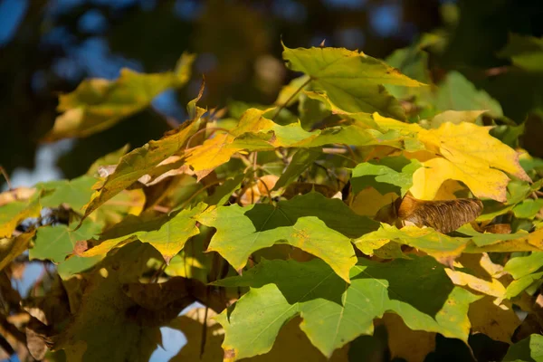 Jesienne Liście Gałęziach Drzew Jesień Sezon Flora — Zdjęcie stockowe