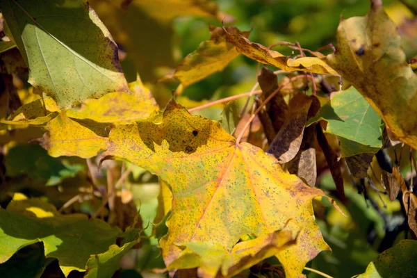 Foglie Autunnali Sui Rami Degli Alberi Autunno Stagione Flora — Foto Stock