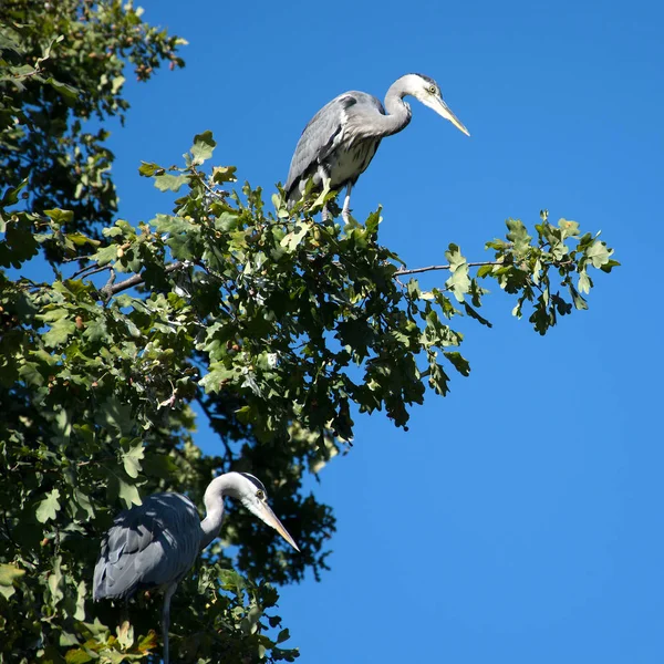 自然の中でのヘロン鳥の景観 — ストック写真