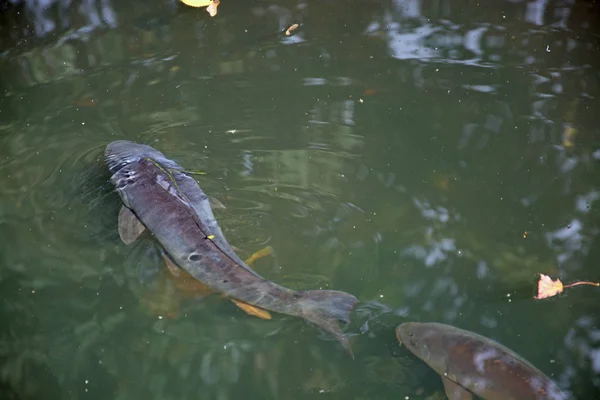 Een Schildpad Die Het Water Zwemt — Stockfoto