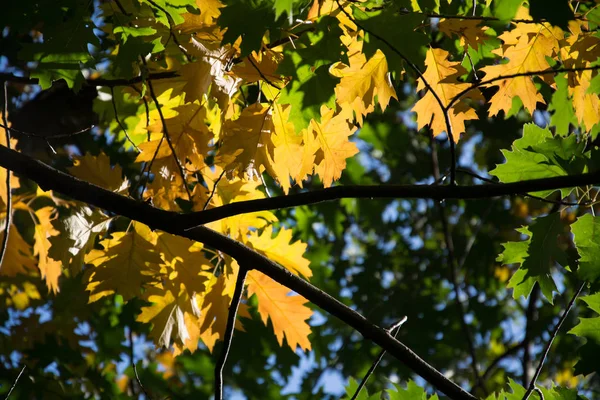 Őszi Levelek Faágakon Őszi Szezon Növényvilág — Stock Fotó