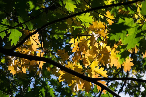 Feuilles Automne Sur Les Branches Des Arbres Flore Saison Automne — Photo