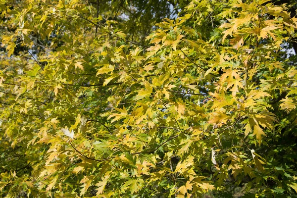Podzimní Listy Větvích Stromů Podzimní Flóra — Stock fotografie