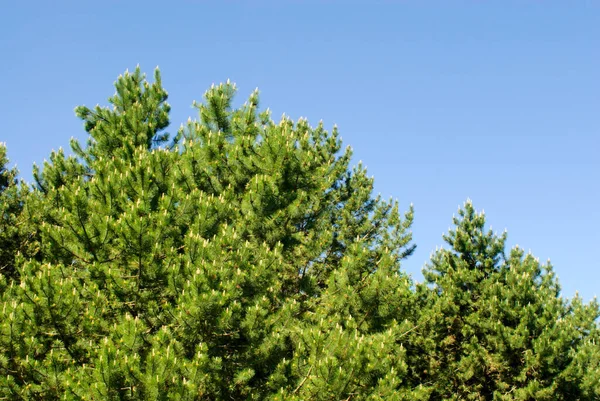 Örökzöld Fák Tetején Tiszta Kék Égen — Stock Fotó