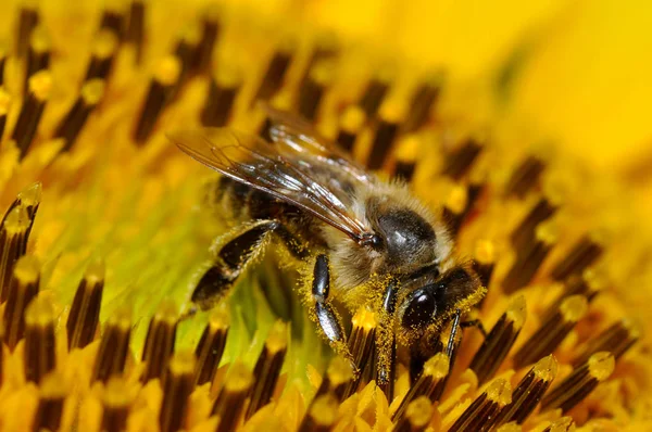 蜜蜂在向日葵 — 图库照片