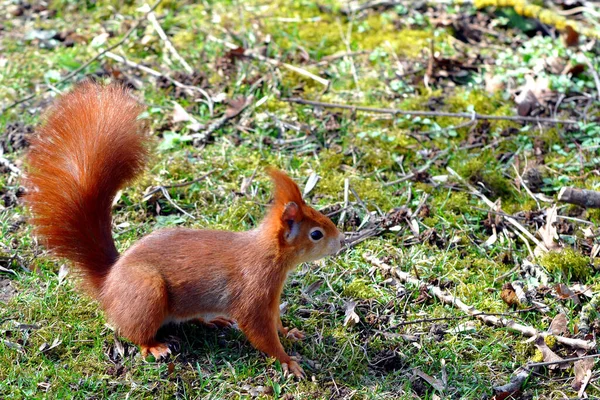 Ekorrdjur Gnagare Däggdjur — Stockfoto