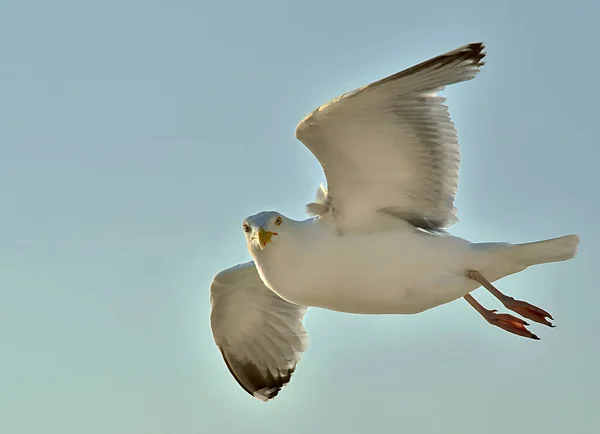 Vista Panorámica Hermosas Aves Gaviota Naturaleza —  Fotos de Stock