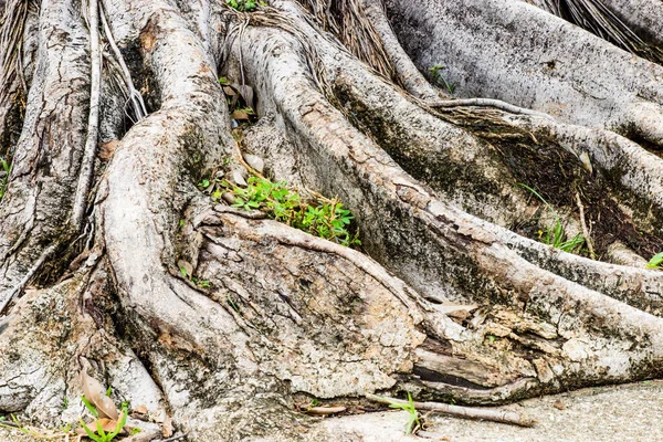 Gros Plan Une Racine Entrelacée Banyan Dans Jardin — Photo