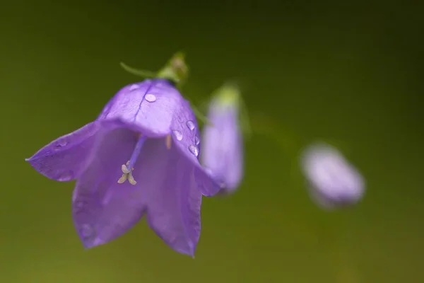 Harebell Flor Sino Folhas Redondas — Fotografia de Stock