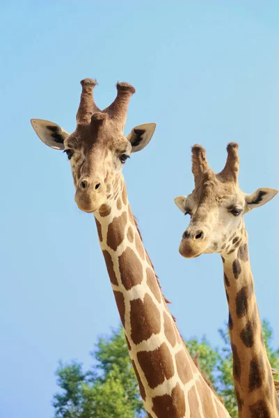 Giraffa Coppia Iwith Cielo Blu Alberi — Foto Stock