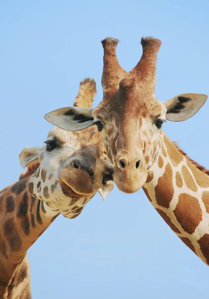 Arka Planda Mavi Gökyüzüne Aşık Zürafa Çifti — Stok fotoğraf