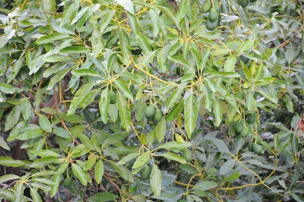 Spagna Avocado Albero — Foto Stock