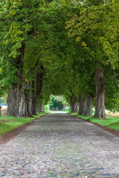 Malerische Ansicht Der Allee Selektiver Fokus — Stockfoto