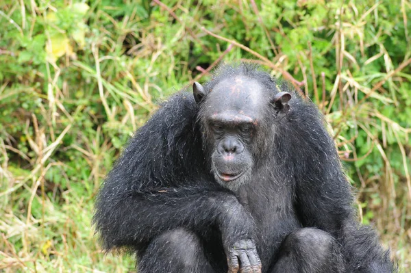 Primates Mono Animales Vida Silvestre — Foto de Stock