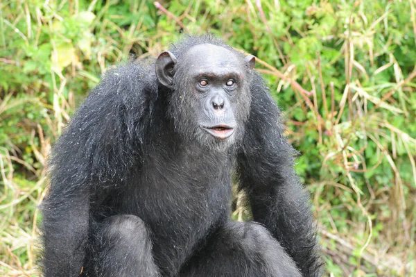 Primates Mono Animales Vida Silvestre — Foto de Stock