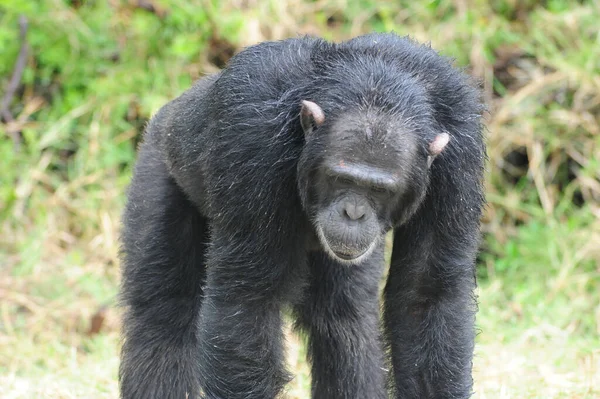Apapa Primatdjur — Stockfoto
