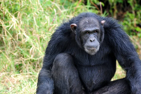 Macaco Macaco Animal Primata — Fotografia de Stock