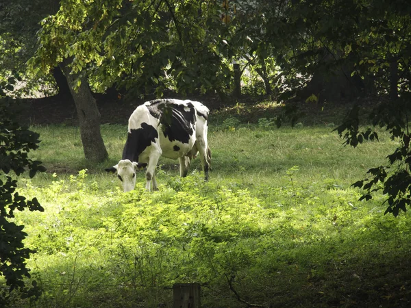 Krávy Dolní Rýze — Stock fotografie