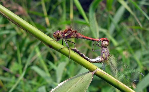 Close Macro View Van Libelle Insect — Stockfoto