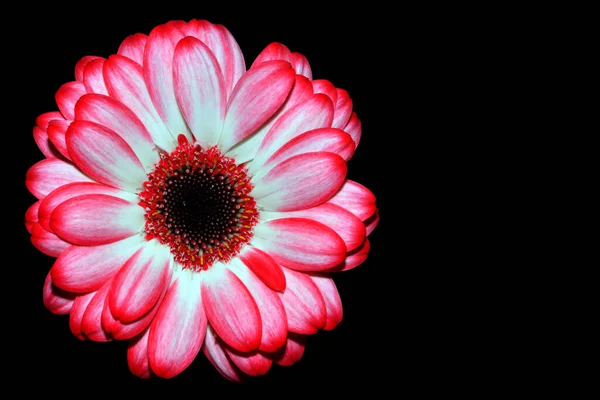 Close Flor Gerbera Fundo — Fotografia de Stock