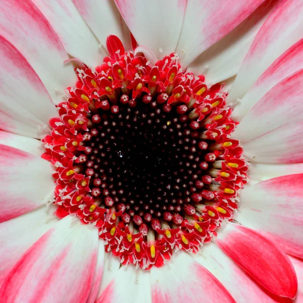 Κοντινό Πλάνο Του Λουλουδιού Ζέρμπερας Στο Φόντο — Φωτογραφία Αρχείου