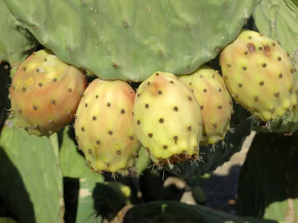 Planta Naturaleza Tropical Flora Botánica Cactus — Foto de Stock