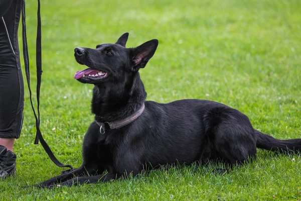 stock image black Belgian shepherd,pet 