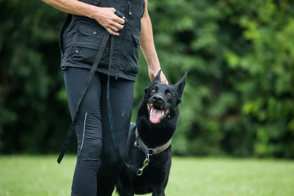 Belgian Shepherd Dog Guard Dog Training — Stock Photo, Image