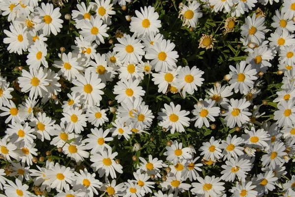 Vackra Blommor Blommigt Koncept Bakgrund — Stockfoto