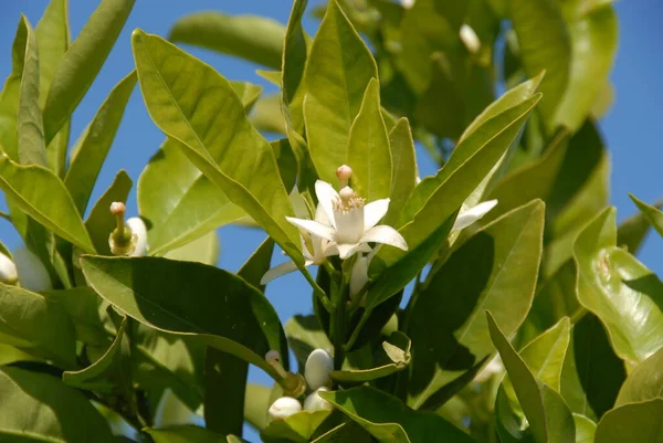 Fleurs Oranger Arbre Flore — Photo