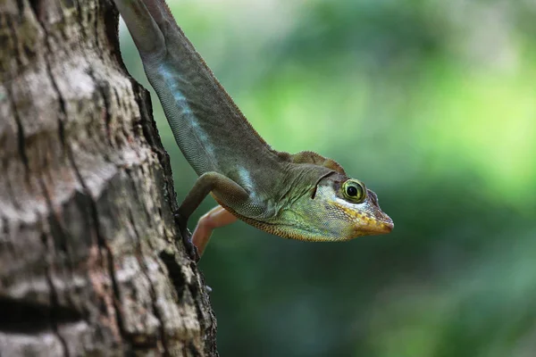 exotic lizard animal, iguana reptile