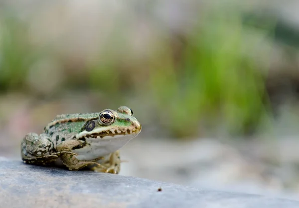 amphibian animal, wild frog