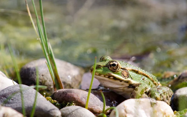 Amphibien Animal Grenouille Sauvage — Photo