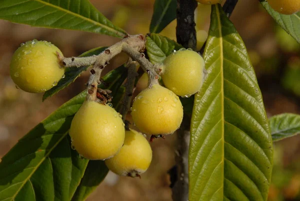 Ισπανία Medlar Στο Δέντρο — Φωτογραφία Αρχείου