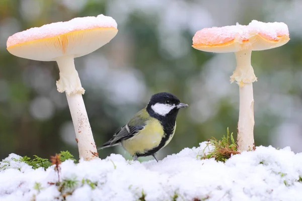 Schwarze Schnee — Stockfoto