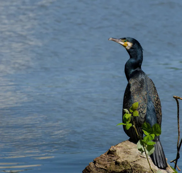 Vue Panoramique Magnifique Oiseau Cormoran Nature — Photo