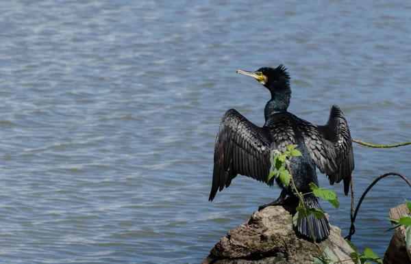 Vacker Utsikt Över Vackra Skarv Fågel Naturen — Stockfoto