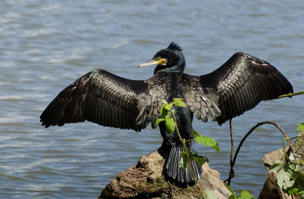 Vista Panorámica Hermoso Pájaro Cormorán Naturaleza — Foto de Stock