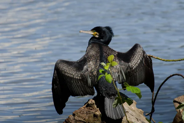 Vista Panoramica Bellissimo Uccello Cormorano Natura — Foto Stock