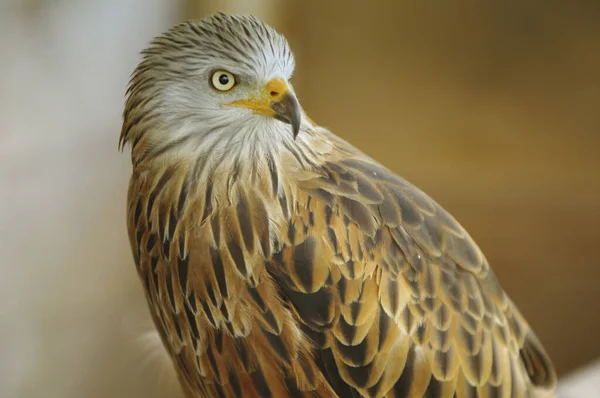 Vista Panorâmica Majestoso Predador Buzzard — Fotografia de Stock