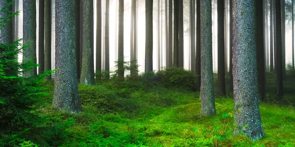 Forêt Dans Brume Sur Lande — Photo